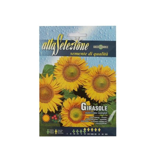 Picture of Alta Seeds Sunflower AFS 329/3