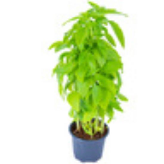 Picture of Basil Pots UAE(N)