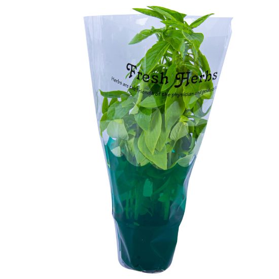 Picture of Basil Pots UAE(N)