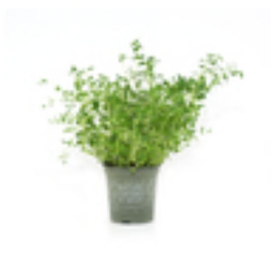 Picture of Holland Thyme Leaves 1pkt(N)