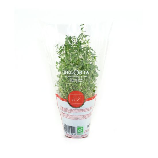 Picture of Holland Thyme Leaves 1pkt(N)