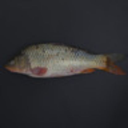 Picture of Katla Fish 1 kg(N)