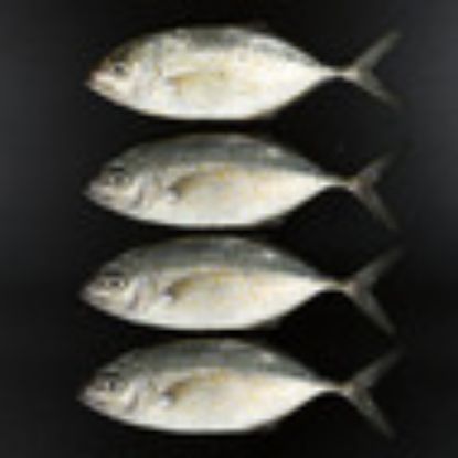 Picture of Jest Trevally Small 1kg(N)