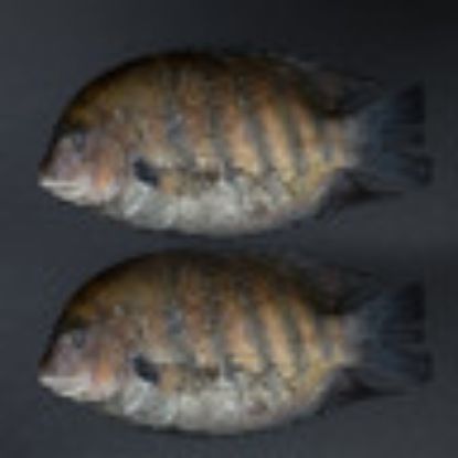 Picture of Karimeen Fish 500 g(N)