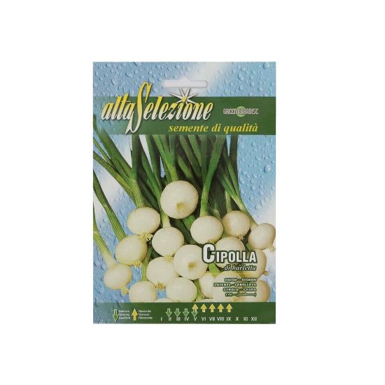 Picture of Alta Seeds Onion AVS 42/1